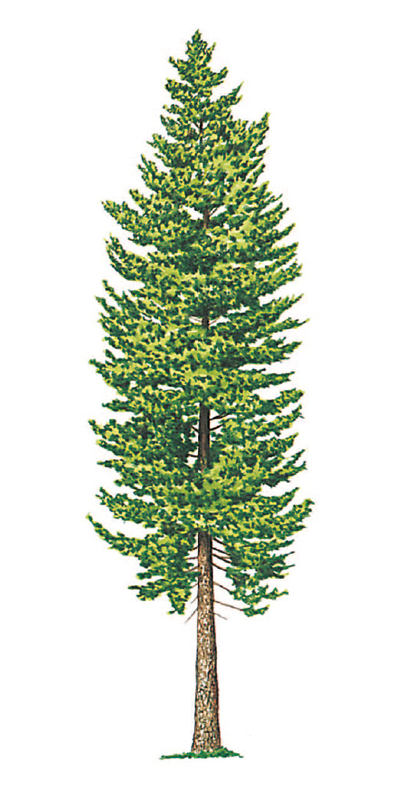 Pinus contorta var. latifolia - borovice pokroucená širokolistá (KNIŽNÍKLUB)