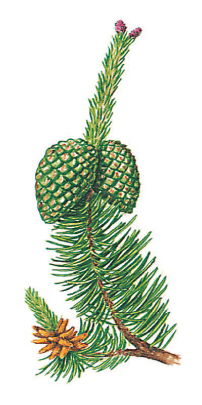 Pinus contorta var. latifolia - borovice pokroucená širokolistá (KNIŽNÍKLUB)