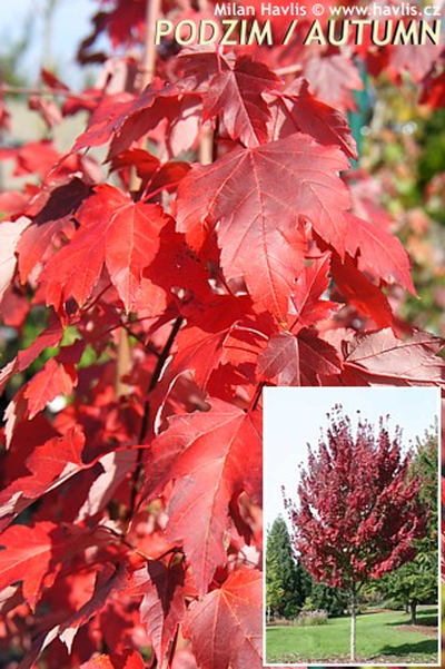 Acer rubrum 'Brandy Wine' - javor červený