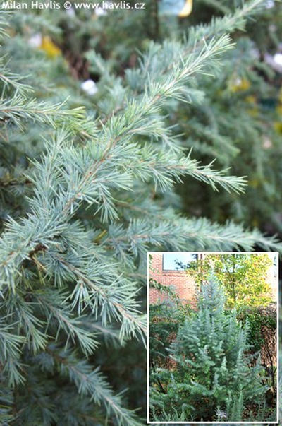 Cedrus deodara 'Bushes Electra' - himalájský cedr