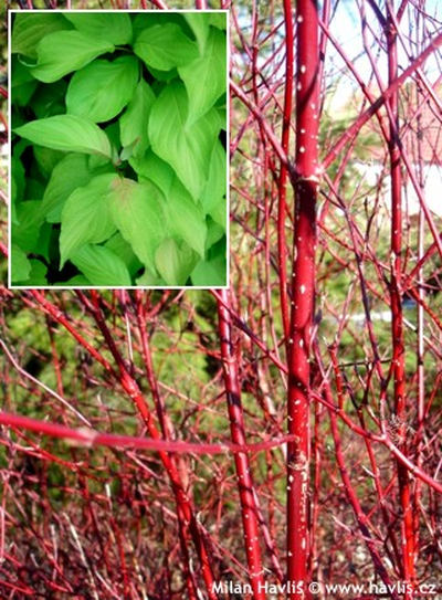 Cornus alba 'Sibirica' - svída bílá