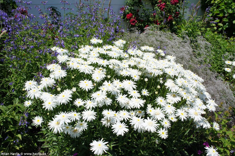 Leucanthemum 'Wirral Supreme' - kopretina