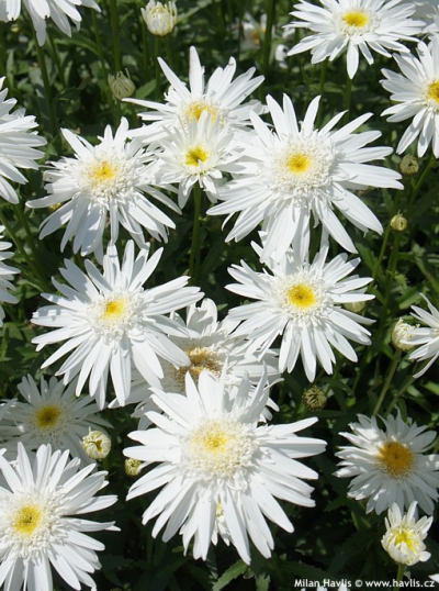Leucanthemum 'Wirral Supreme' - kopretina