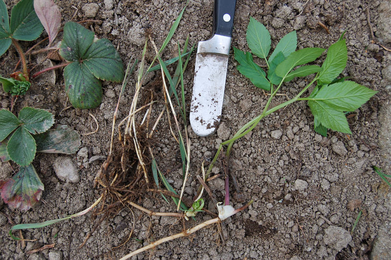 Pěstování zeleniny - rady do začátku: Bršlice a pýr jsou velkým nepřítelem