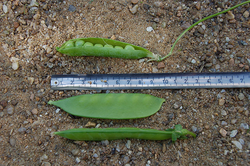 Pěstování zeleniny - rady do začátku: Mladé rostlinky hrachu snesou -5 °C