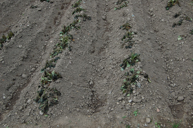 Pěstování zeleniny - rady do začátku: Tak dopadnou po mrazíku nepřikryté rané brambory.