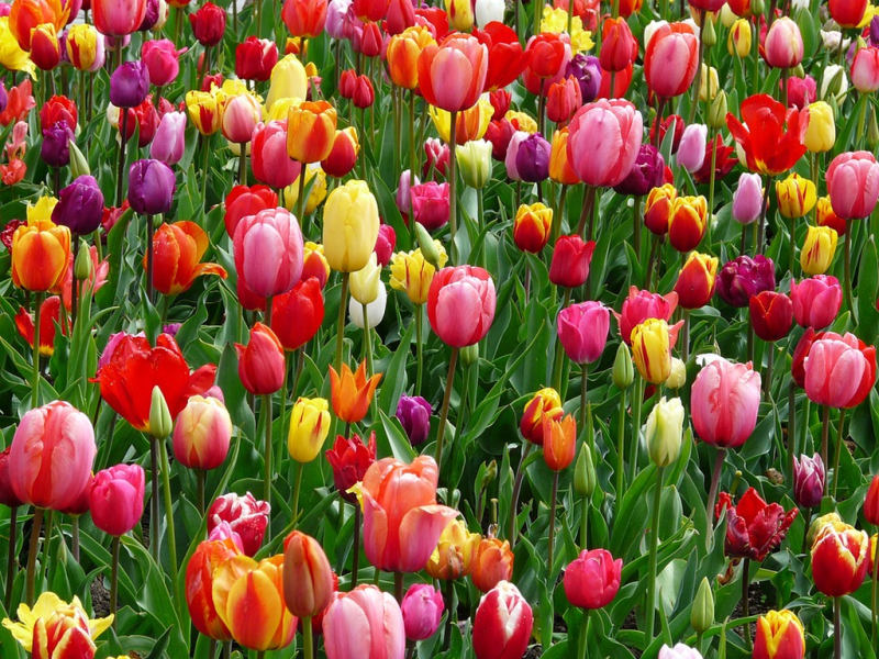 Tulipány (PIXABAY)