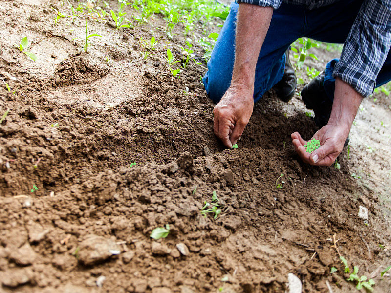 Výsev do hnízd (PEXELS)