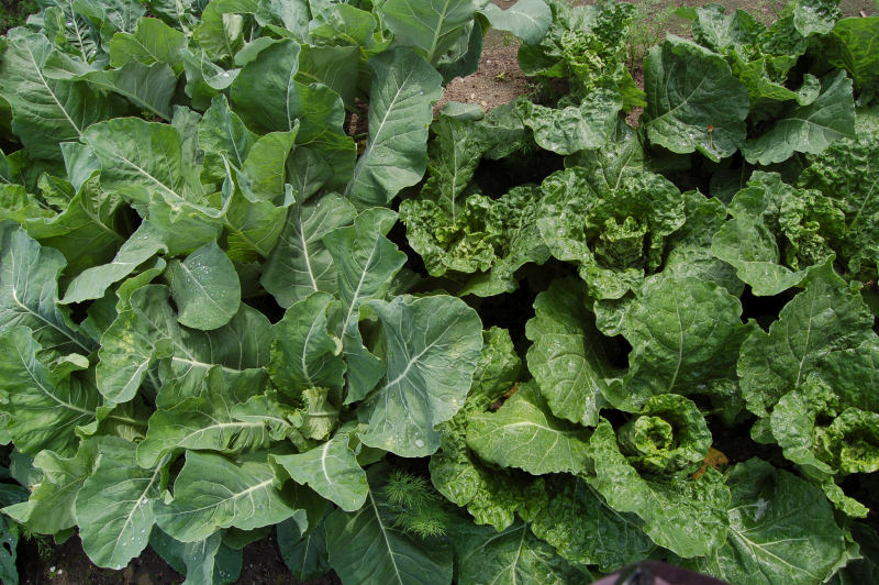 Pěstování zeleniny: Raná kapusta a květák v zapojeném porostu