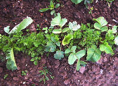 Pěstování zeleniny: Značkovací ředkvička v mrkvi