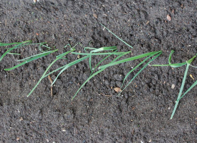 Pěstování zeleniny: Vysazený pór mezi hrůbky