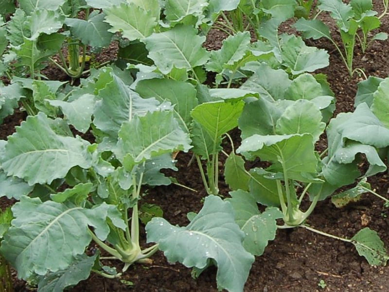 Pěstování zeleniny: Záhon s ranými kedlubnami, v trojsponu