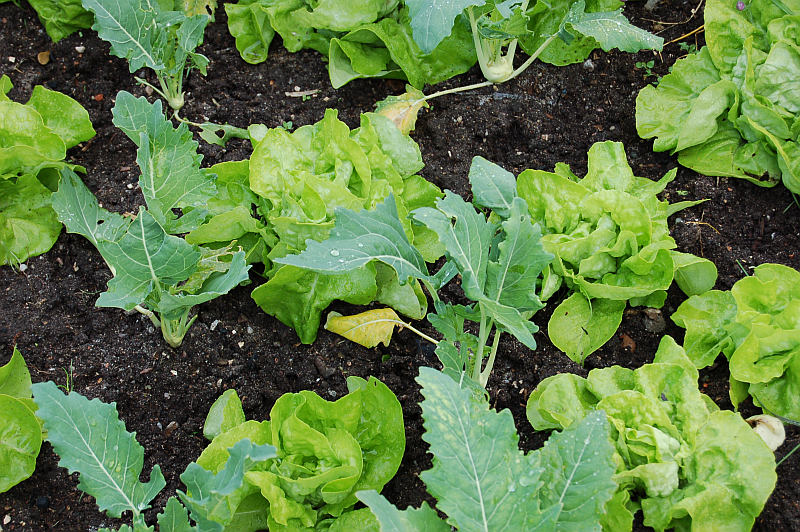 Pěstování zeleniny: Střídání rané zeleniny v záhonu