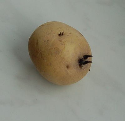 Pěstování zeleniny: Nakličování na světle, klíček cca 2 až 3 mm dlouhý, barva klíčku odpovídá odrůdě