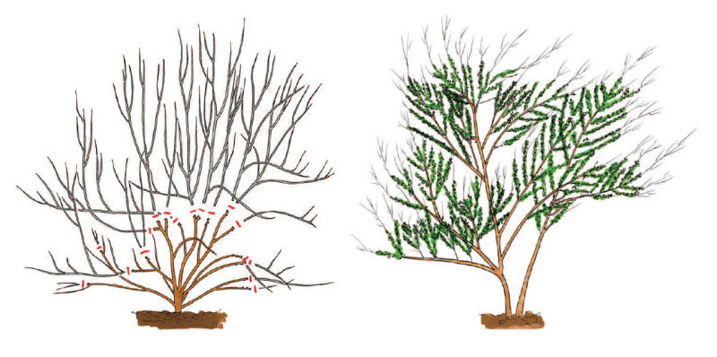 Cytisus scoparius - janovec metlatý: řez janovce (KNIŽNÍKLUB)