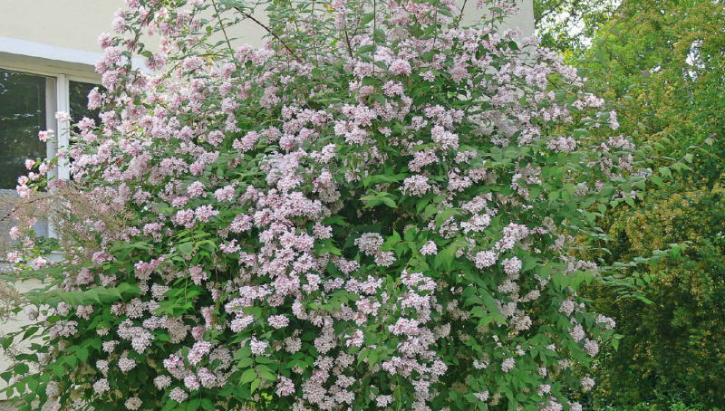 Kolkwitzia amabilis - kolkvície krásná (KNIŽNÍKLUB)