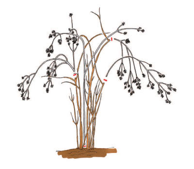 Kolkwitzia amabilis - kolkvície krásná: řez (KNIŽNÍKLUB)