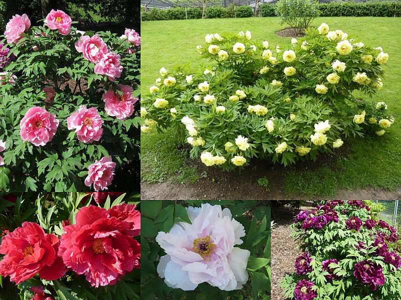 Dřevité pivoňky - pěstování