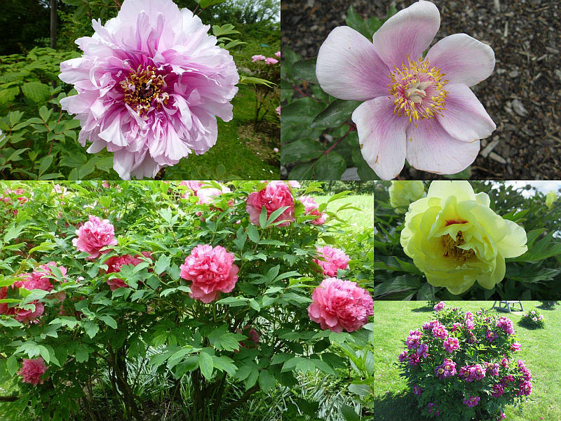 Dřevité pivoňky - pěstování