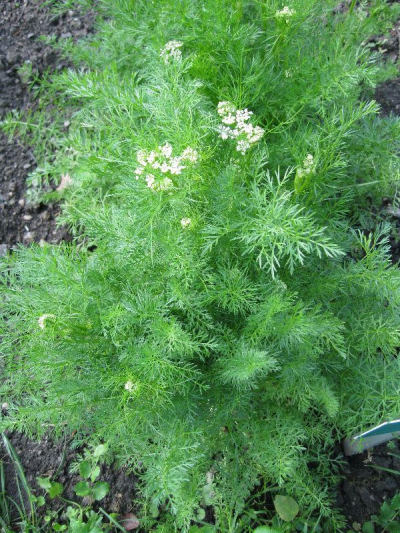 Coriandrum sativum - koriandr setý