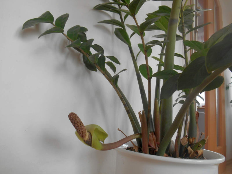 Zamioculcas zamiifolia - zamiokulkas zamiolistý