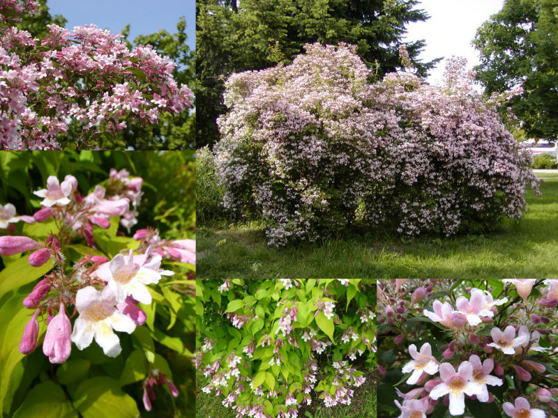 Kolkwitzia amabilis - kolkvície krásná