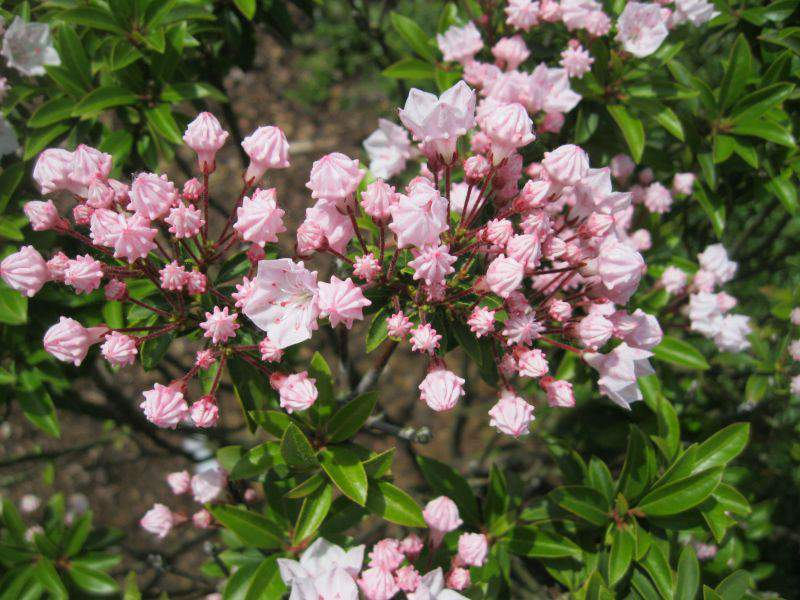 Mamota širokolistá - Kalmia latifolia 'Elf'
