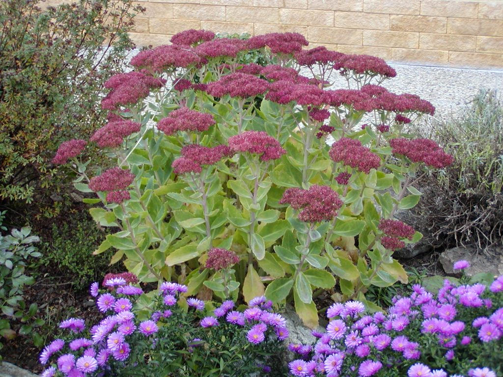 Rozchodníky a rozchodníkovce: rozchodníkovec nachový