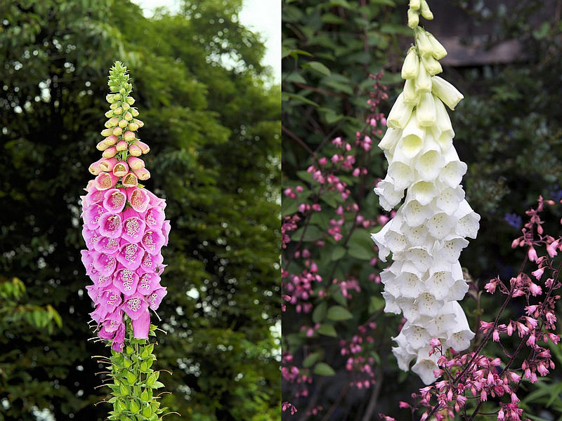 Digitalis - náprstník (PIXABAY)