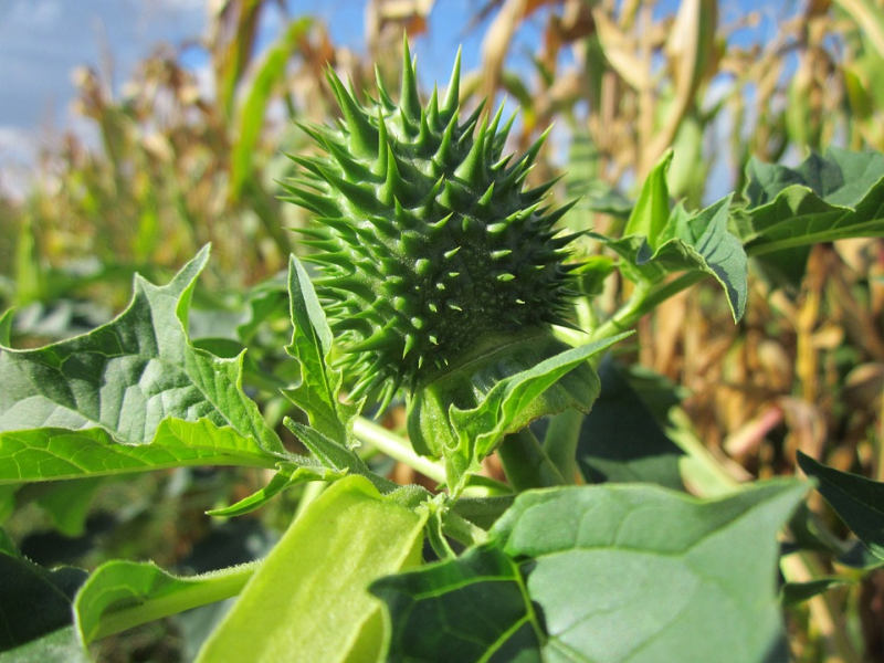 Datura stramonium - durman obecný (PIXABAY)