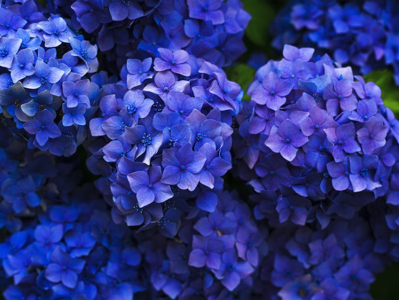 Pěstování hortenzií (PIXABAY)