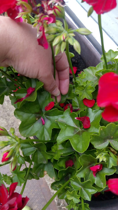 Zkrášlovací kúra pro balkonové květiny