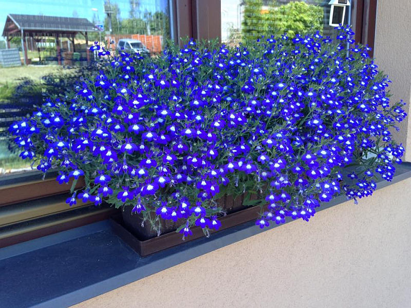 Balkonové květiny - jak podpořit tvorbu květů