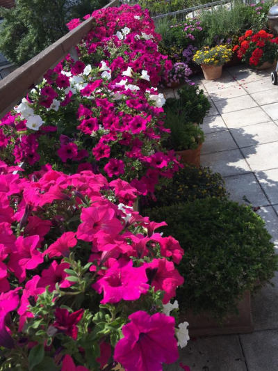 Balkonové květiny - jak podpořit tvorbu květů