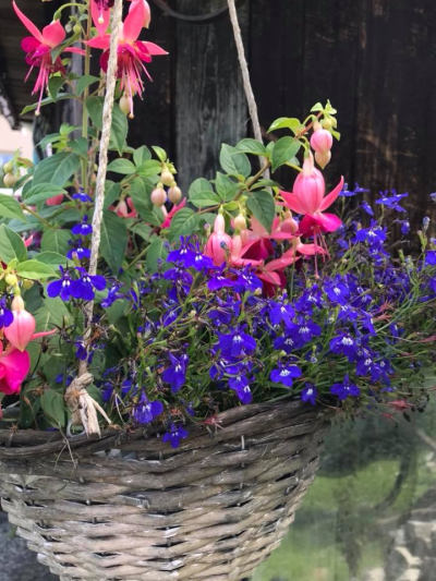 Balkonové květiny - jak podpořit tvorbu květů