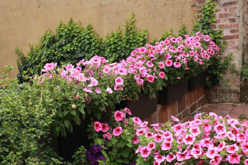 Balkonové květiny - jak podpořit tvorbu květů