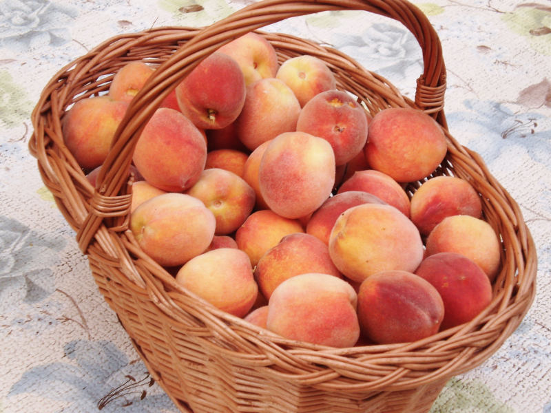 Broskve - pěstování