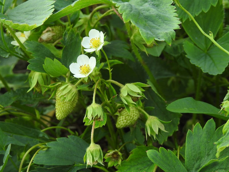 Jahodník - množení (PIXABAY)