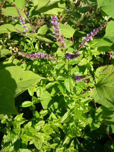 Voňavá máta nejen na čaj: Mentha x piperita