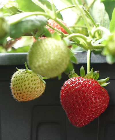 Jahodník - výsadba 