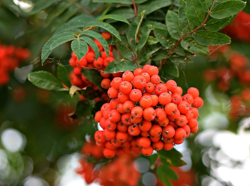 Jeřáby jsou velmi odolné (PIXABAY)