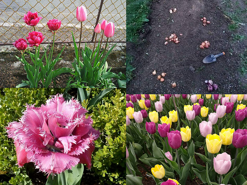 Tulipány - výsadba