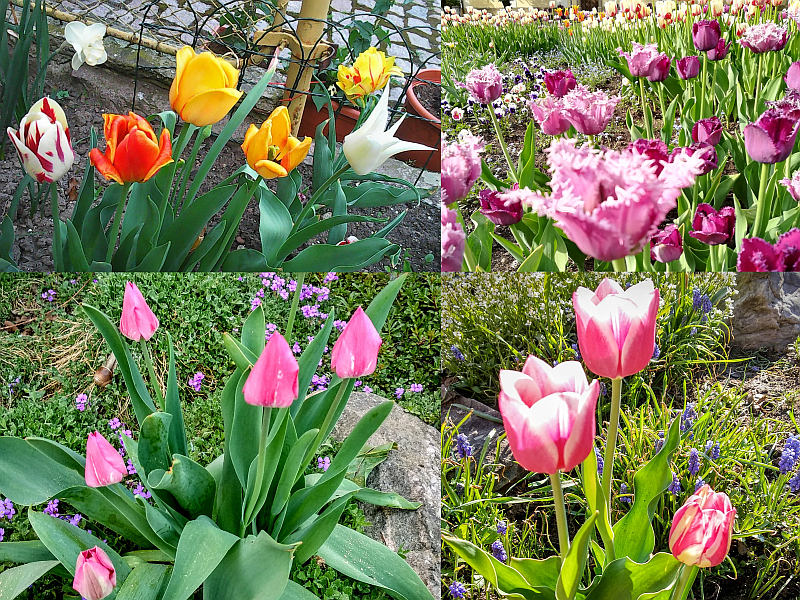 Tulipány - výsadba