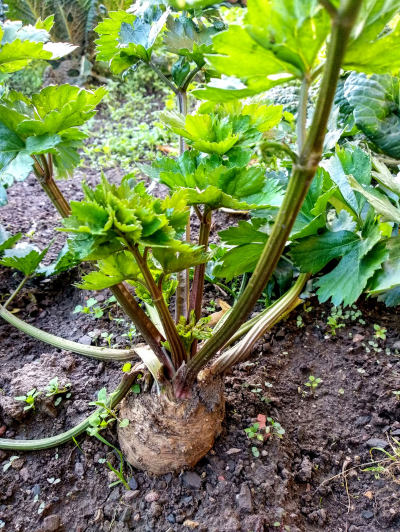 Celer - pěstování