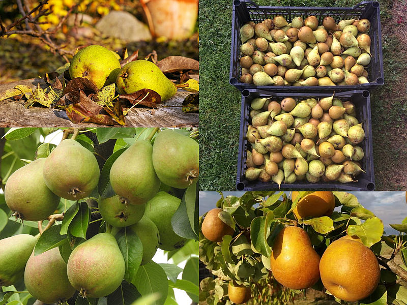 Hrušně - pěstování, skladování