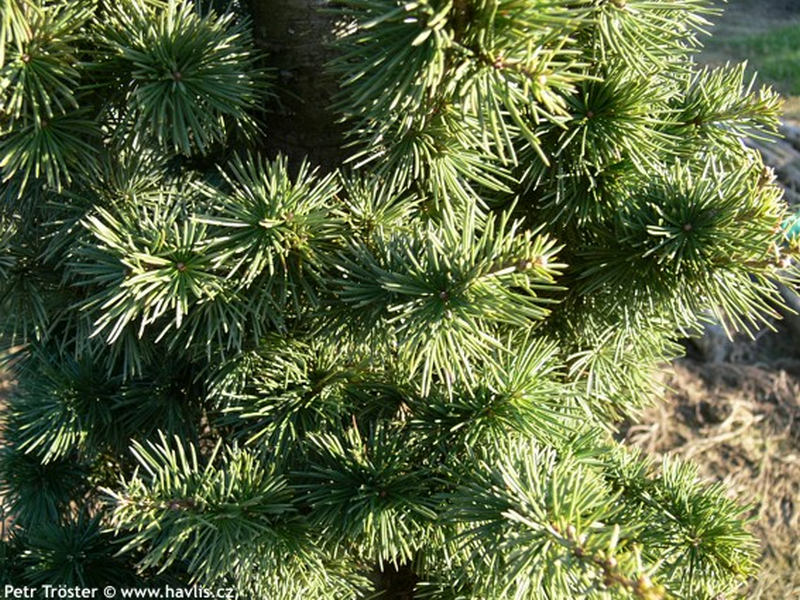 Cedrus atlantica 'Fastigiata' - cedr atlaský