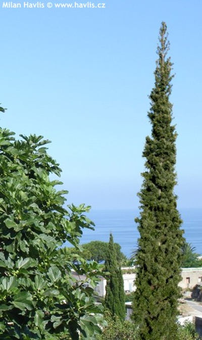 Cedrus atlantica 'Fastigiata' - cedr atlaský