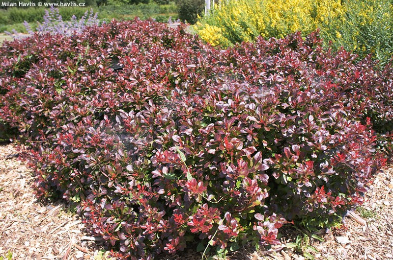 Berberis thunbergii f. atropurpurea 'Bagatelle' - dřišťál Thunbergův