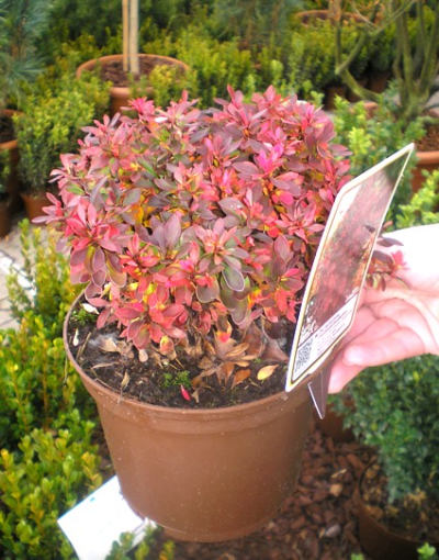 Berberis thunbergii f. atropurpurea 'Bagatelle' - dřišťál Thunbergův