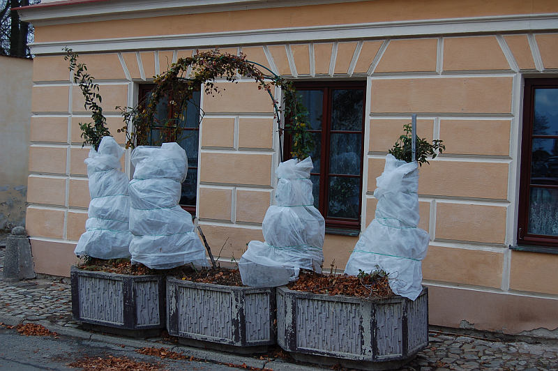 Leden - výsevy a údržba okrasných keřů: zimní kryt pnoucích růží v kontejnerech